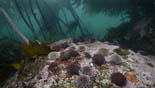 kelp de kaap jan azier